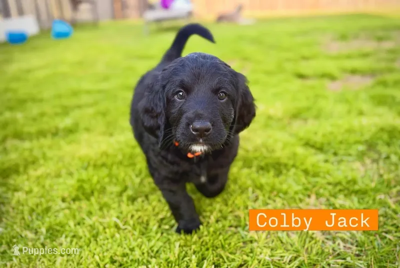 Colby Jack – Bernedoodle, Golden Mountain Doodle puppy for sale in Bolivia, NC