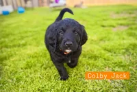 Colby Jack, a male Bernedoodle and Golden Mountain Doodle for sale in Bolivia, NC – Photo 2 of 8