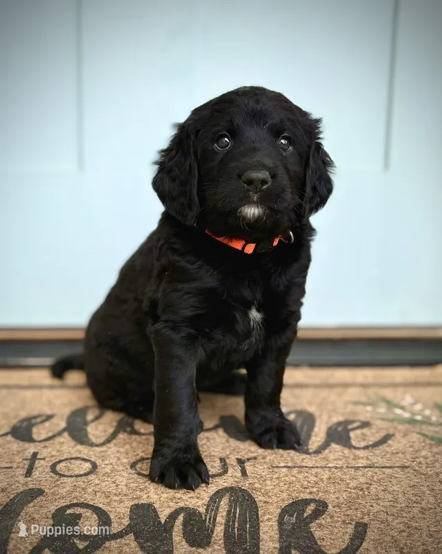Colby Jack – Bernedoodle, Golden Mountain Doodle puppy for sale in Bolivia, NC