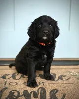Colby Jack, a male Bernedoodle and Golden Mountain Doodle for sale in Bolivia, NC – Photo 1 of 6
