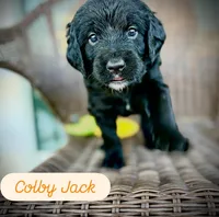 Colby Jack, a male Golden Mountain Doodle for sale in Bolivia, NC – Photo 1 of 5