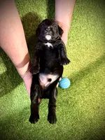 Asiago, a male Golden Mountain Doodle for sale in Bolivia, NC – Photo 5 of 5