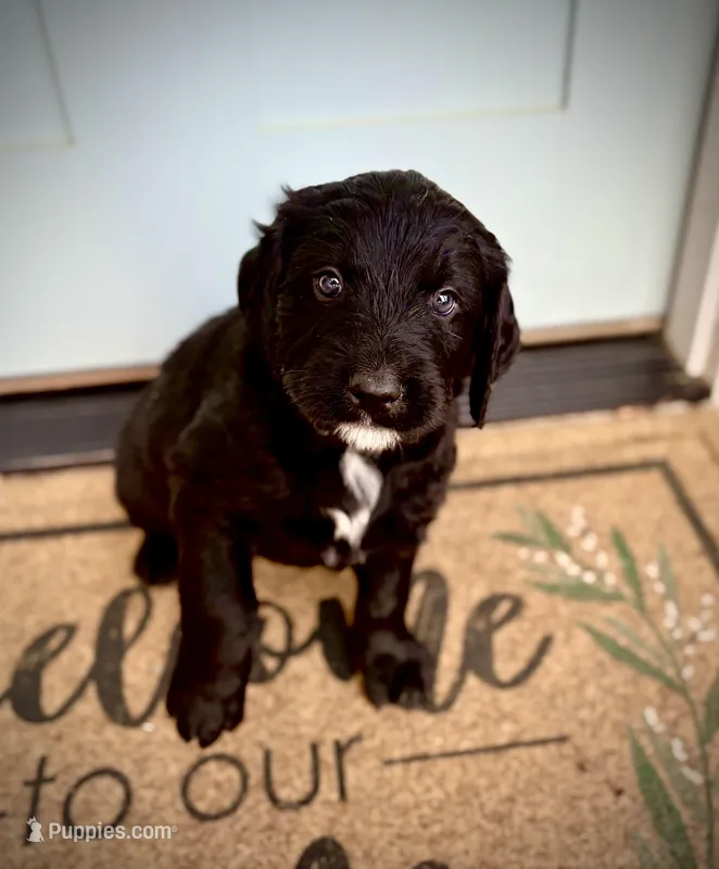 Asiago – Bernedoodle, Golden Mountain Doodle puppy for sale in Bolivia, NC