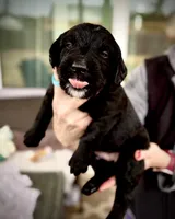 Asiago, a male Golden Mountain Doodle for sale in Bolivia, NC – Photo 3 of 5