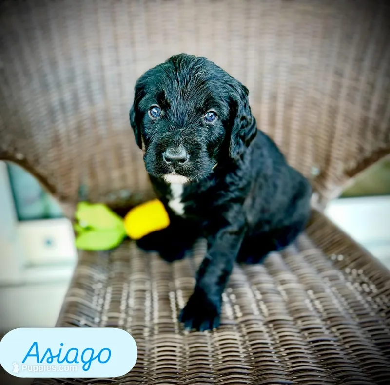 Asiago – Golden Mountain Doodle puppy for sale in Bolivia, NC