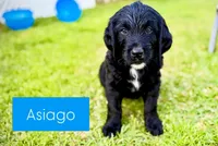 Asiago, a male Bernedoodle and Golden Mountain Doodle for sale in Bolivia, NC – Photo 3 of 9