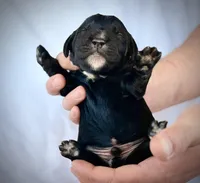 Asiago, a male Golden Mountain Doodle for sale in Bolivia, NC – Photo 2 of 5