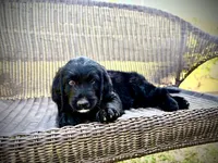 Asiago, a male Bernedoodle and Golden Mountain Doodle for sale in Bolivia, NC – Photo 2 of 9