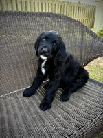 Asiago, a male Bernedoodle and Golden Mountain Doodle for sale in Bolivia, NC – Photo 1 of 9