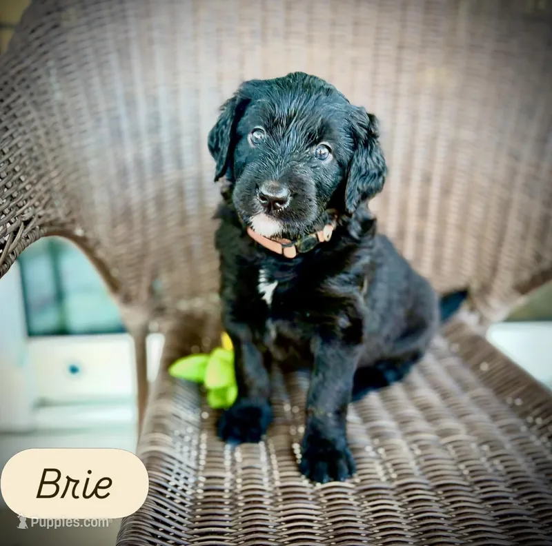 Brie – Golden Mountain Doodle puppy for sale in Bolivia, NC