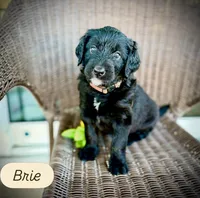 Brie, a female Bernedoodle and Golden Mountain Doodle for sale in Bolivia, NC – Photo 2 of 6