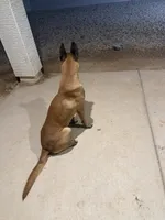 Belgian Malinois , a male Belgian Malinois for sale in Glendale, AZ – 7 of 10