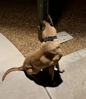 Belgian Malinois , a male Belgian Malinois for sale in Glendale, AZ – 6 of 10
