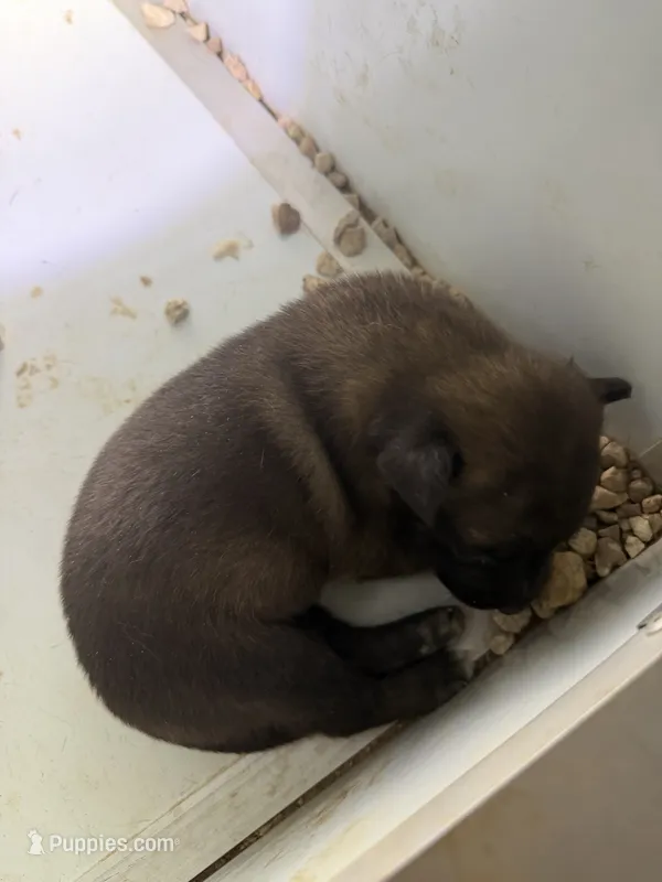 Belgian Malinois  – Belgian Malinois puppy for sale in Glendale, AZ