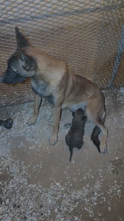 Belgian Malinois , a male Belgian Malinois for sale in Glendale, AZ – 10 of 10