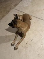 Belgian Malinois , a male Belgian Malinois for sale in Glendale, AZ – 5 of 10