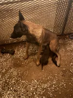 Belgian Malinois , a male Belgian Malinois for sale in Glendale, AZ – 8 of 10