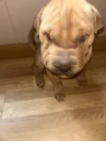 BIG, a female Chinese Shar-Pei for sale in Elizabethtown, KY – 2 of 3