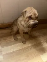 BIG, a female Chinese Shar-Pei for sale in Elizabethtown, KY – 3 of 3