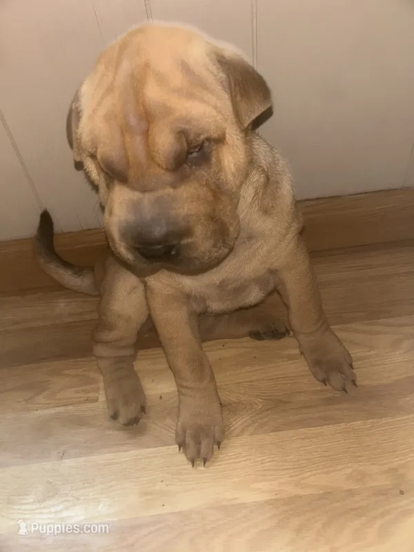 BIG – Chinese Shar-Pei puppy for sale in Elizabethtown, KY