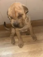 BIG, a female Chinese Shar-Pei for sale in Elizabethtown, KY – 1 of 3