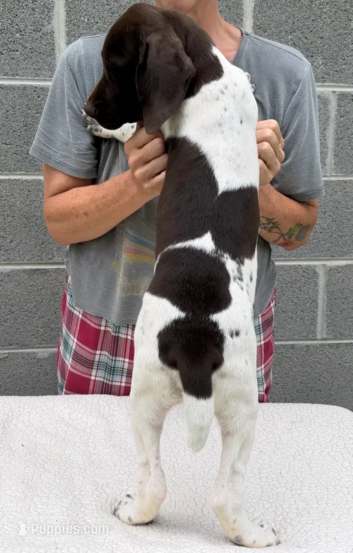 Max – German Shorthaired Pointer puppy for sale in Quebeck, TN
