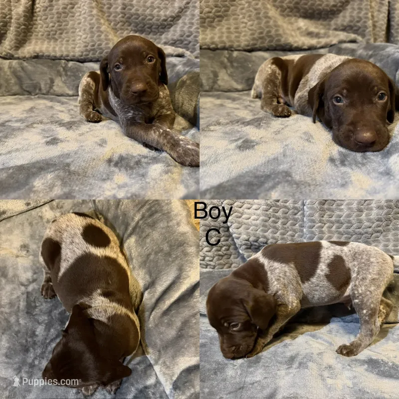 Boy C – German Shorthaired Pointer puppy for sale in Quebeck, TN