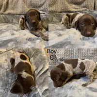 Boy C, a female German Shorthaired Pointer for sale in Quebeck, TN – 1 of 1