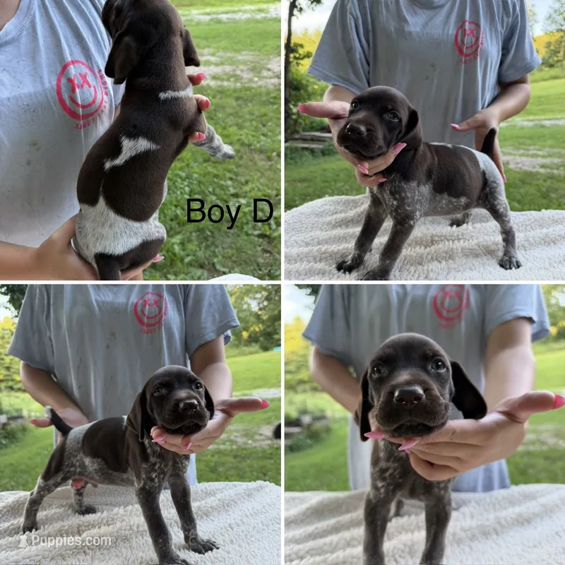Boy  D – German Shorthaired Pointer puppy for sale in Quebeck, TN