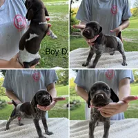 Boy  D, a male German Shorthaired Pointer for sale in Quebeck, TN – 1 of 1
