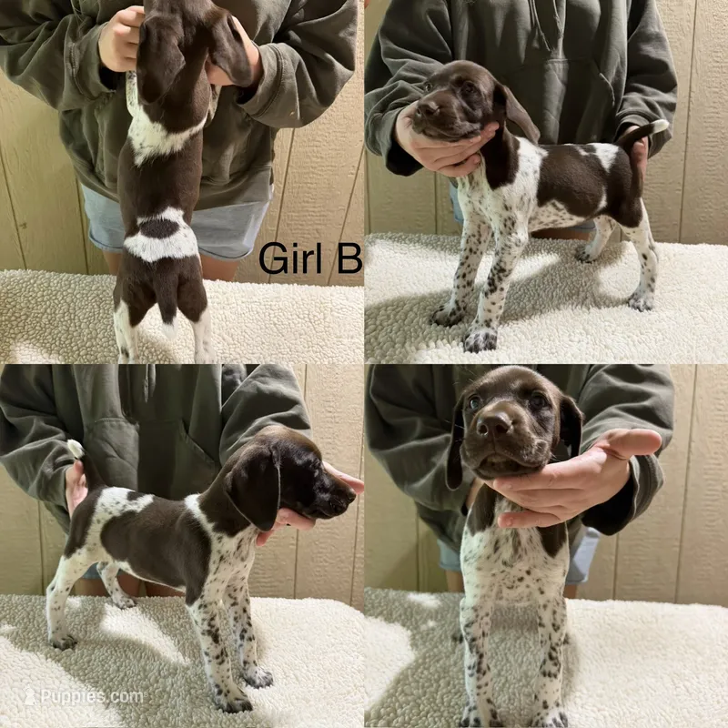 Jolie – German Shorthaired Pointer puppy for sale in Quebeck, TN