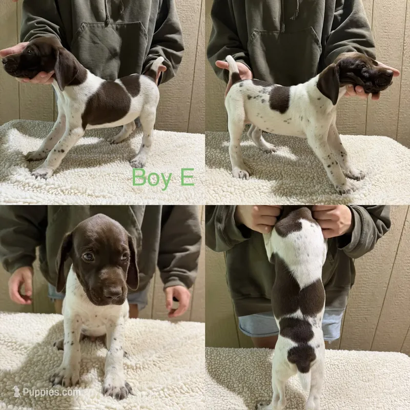 Boy E – German Shorthaired Pointer puppy for sale in Quebeck, TN