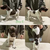Max, a male German Shorthaired Pointer for sale in Quebeck, TN – 1 of 1