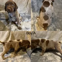 Boy A, a female German Shorthaired Pointer for sale in Quebeck, TN – 1 of 1