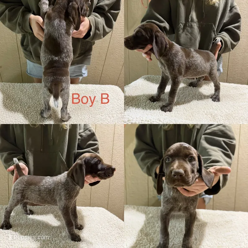DJ – German Shorthaired Pointer puppy for sale in Quebeck, TN