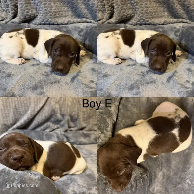 Boy E – German Shorthaired Pointer puppy for sale in Quebeck, TN