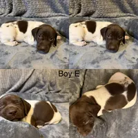 Boy E, a female German Shorthaired Pointer for sale in Quebeck, TN – 1 of 1