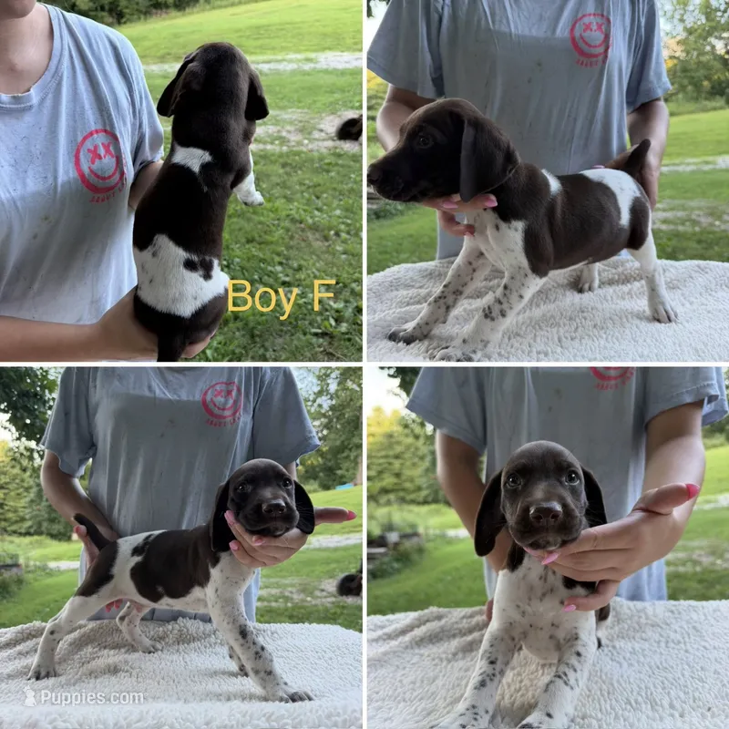 Boy F – German Shorthaired Pointer puppy for sale in Quebeck, TN