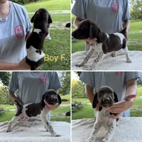 Boy F, a male German Shorthaired Pointer for sale in Quebeck, TN – 1 of 1