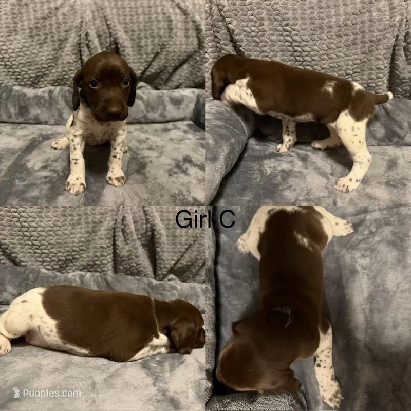 Girl C – German Shorthaired Pointer puppy for sale in Quebeck, TN