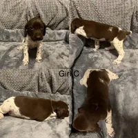 Girl C, a female German Shorthaired Pointer for sale in Quebeck, TN – 1 of 1