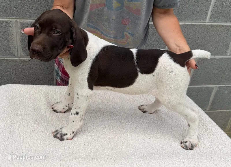 Max – German Shorthaired Pointer puppy for sale in Quebeck, TN