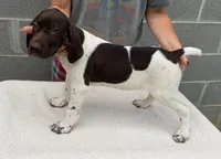 Max, a male German Shorthaired Pointer for sale in Quebeck, TN – 1 of 5
