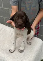 Max, a male German Shorthaired Pointer for sale in Quebeck, TN – 2 of 5