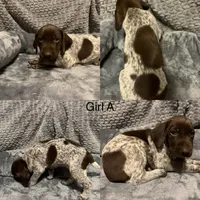 Girl A, a female German Shorthaired Pointer for sale in Quebeck, TN – 1 of 1
