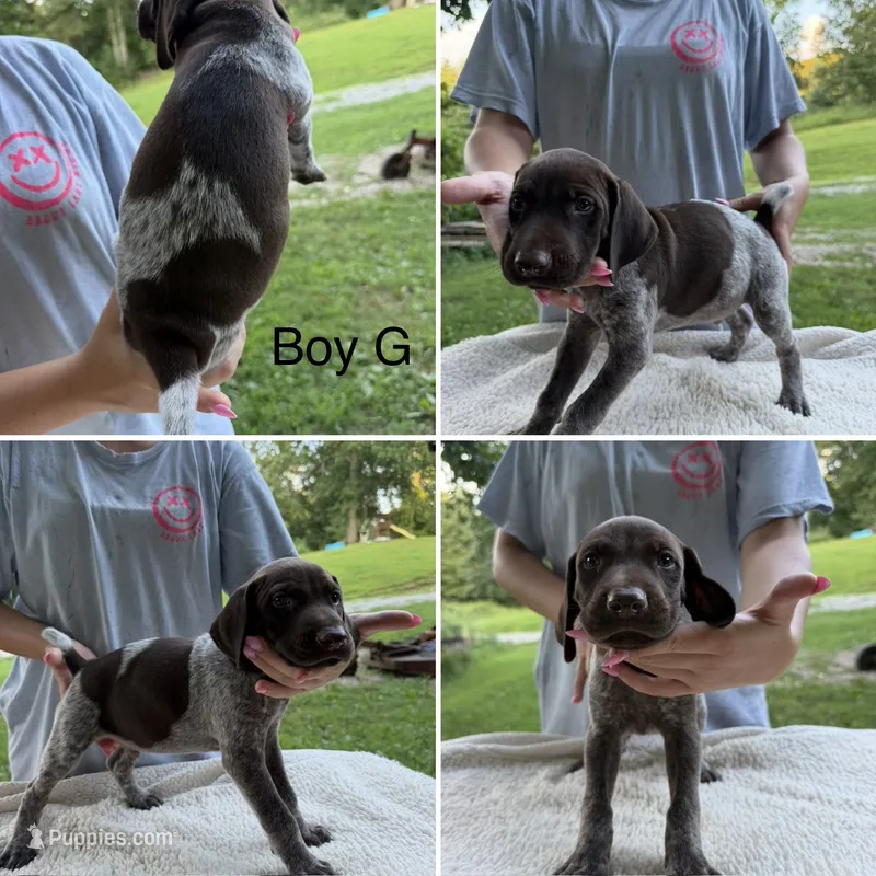 Boy G – German Shorthaired Pointer puppy for sale in Quebeck, TN