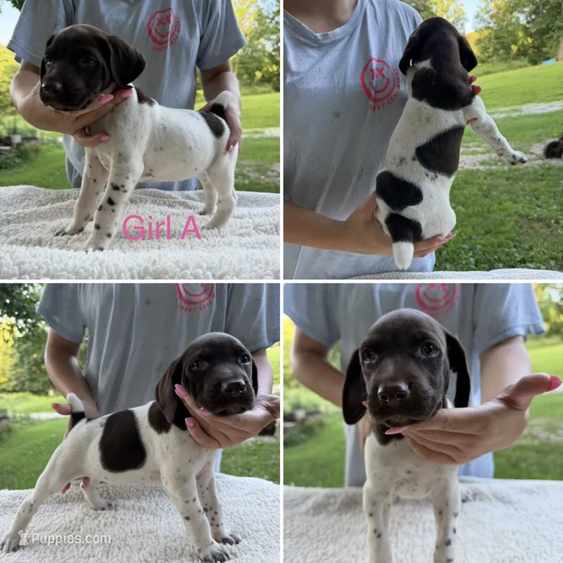 Girl A – German Shorthaired Pointer puppy for sale in Quebeck, TN