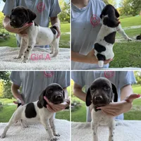 Girl A, a female German Shorthaired Pointer for sale in Quebeck, TN – 1 of 1
