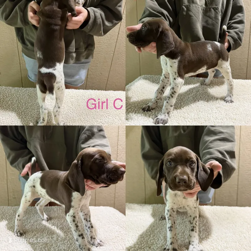 Sadie – German Shorthaired Pointer puppy for sale in Quebeck, TN