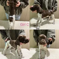 Sadie, a female German Shorthaired Pointer for sale in Quebeck, TN – 1 of 1